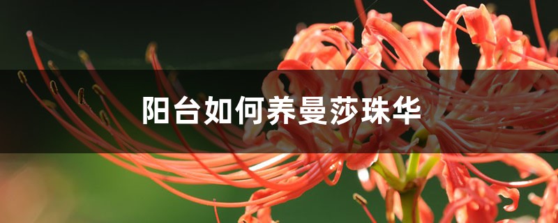 阳台如何养曼莎珠华,需要注意什么 阳台如何养曼莎珠华,需要注意什么
