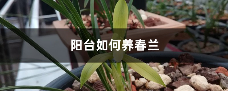 阳台如何养春兰，需要注意什么