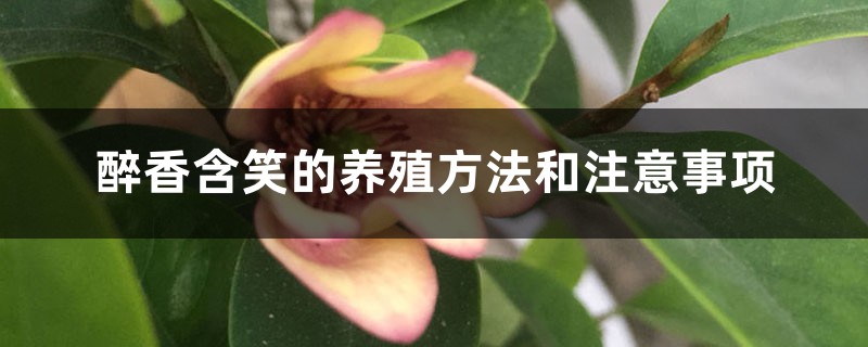 醉香含笑的养殖方法和注意事项 醉香含笑的养殖方法和注意事项
