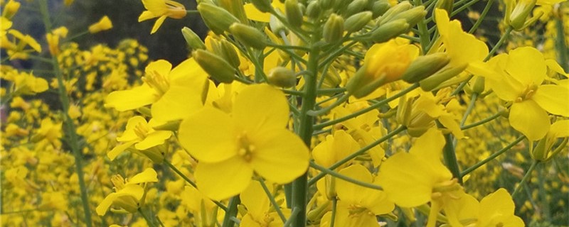 油菜的养殖方法和注意事项 油菜的养殖方法和注意事项