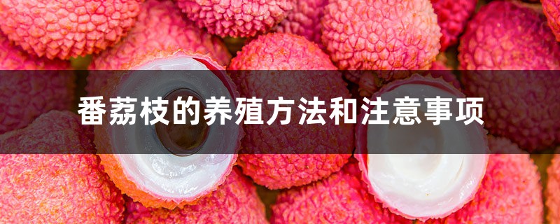 番荔枝的养殖方法和注意事项 番荔枝的养殖方法和注意事项