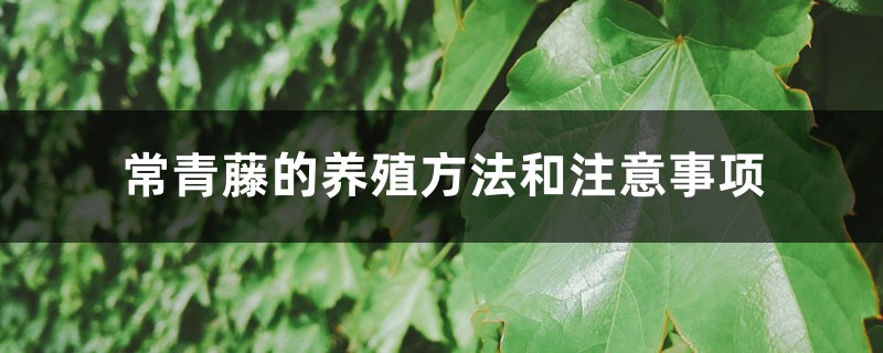 常青藤的养殖方法和注意事项 常青藤的养殖方法和注意事项