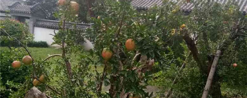 柿子的养殖方法和注意事项 柿子的养殖方法和注意事项