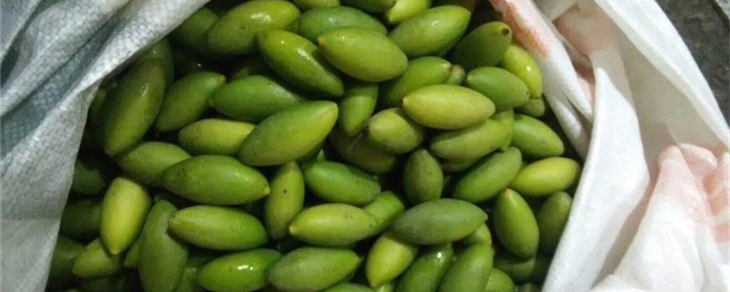 青橄榄的养殖方法和注意事项 青橄榄的养殖方法和注意事项