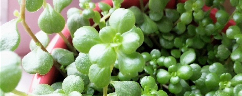 凹叶景天的养殖方法和注意事项 凹叶景天的养殖方法和注意事项