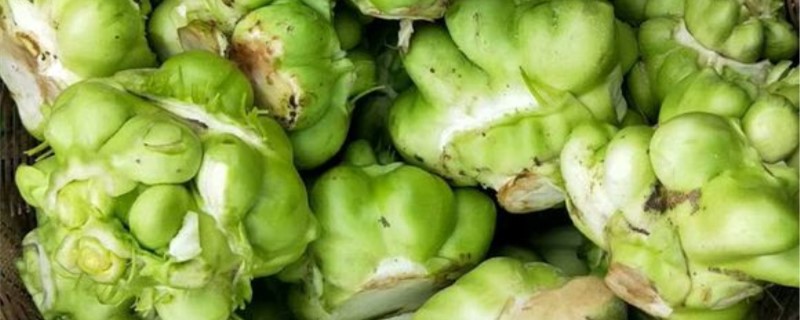 榨菜的养殖方法和注意事项 榨菜的养殖方法和注意事项