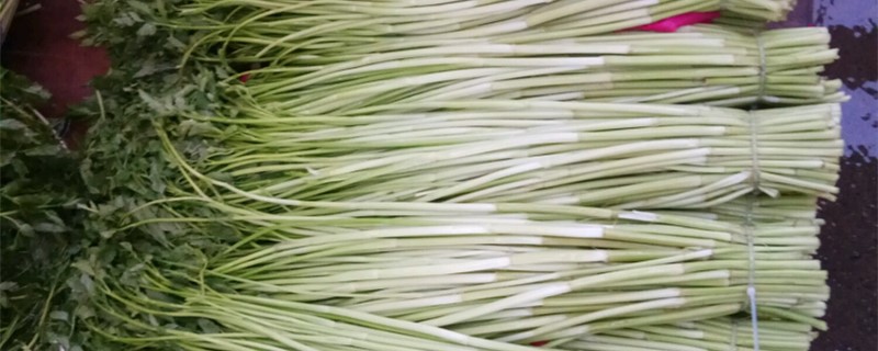水芹菜的养殖方法和注意事项 水芹菜的养殖方法和注意事项