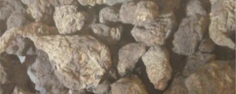 生地的养殖方法和注意事项 生地的养殖方法和注意事项
