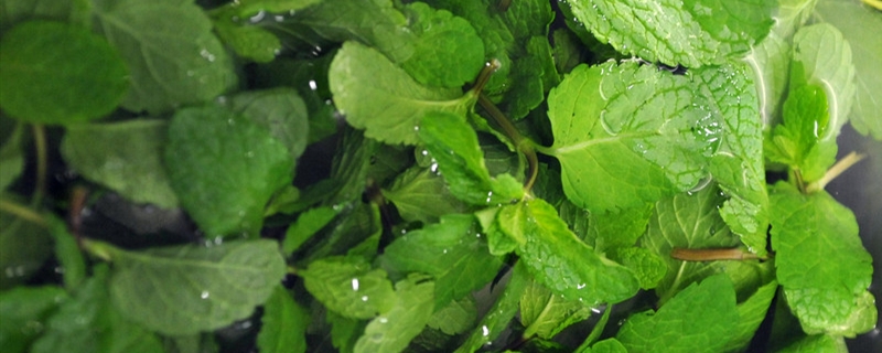 香草是什么植物 香草是什么植物