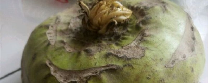 苤蓝的养殖方法和注意事项 苤蓝的养殖方法和注意事项