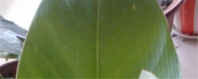 怎样区分芋和滴水观音 怎样区分芋和滴水观音
