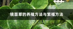 镜面草的养殖方法与繁殖方法