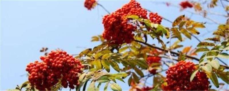 花楸的养殖方法和注意事项 花楸的养殖方法和注意事项