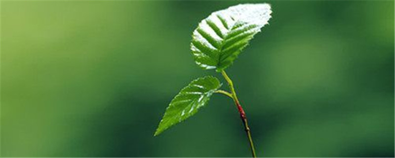 富贵草的养殖方法和注意事项 富贵草的养殖方法和注意事项
