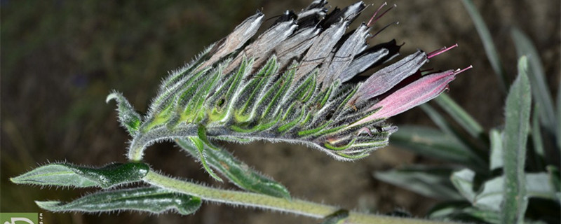 滇紫草的养殖方法和注意事项 滇紫草的养殖方法和注意事项