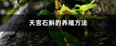 天宮石斛的养殖方法和注意事项