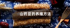 山药豆的养殖方法和注意事项