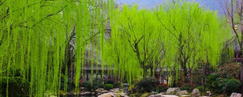 柳树的养殖方法和注意事项 柳树的养殖方法和注意事项