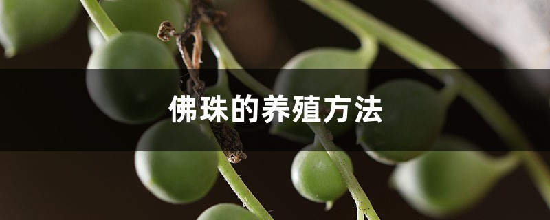 佛珠的养殖方法和注意事项