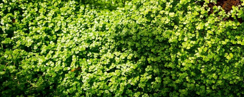 绿珠草的养殖方法和注意事项 绿珠草的养殖方法和注意事项