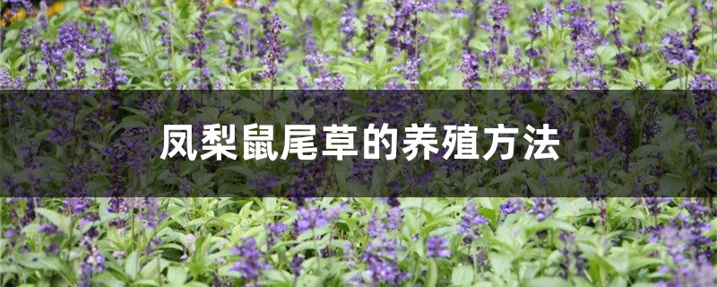 凤梨鼠尾草的养殖方法和注意事项 凤梨鼠尾草的养殖方法和注意事项