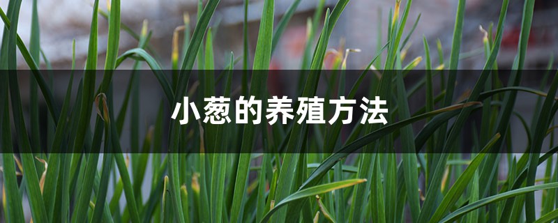 小葱的养殖方法和注意事项 小葱的养殖方法和注意事项