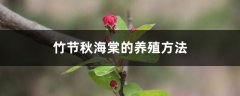 竹节秋海棠的养殖方法和注意事项