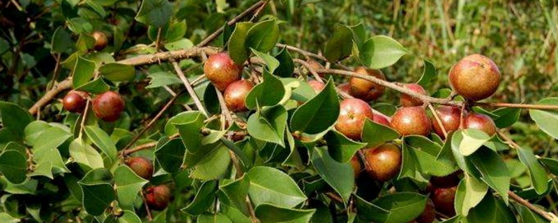 油茶的养殖方法和注意事项 油茶的养殖方法和注意事项
