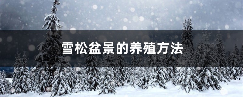 雪松盆景的养殖方法和注意事项 雪松盆景的养殖方法和注意事项
