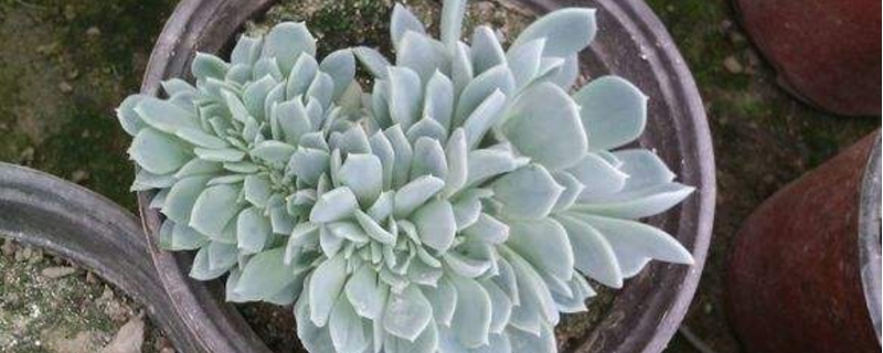 千羽鹤的养殖方法和注意事项 千羽鹤的养殖方法和注意事项