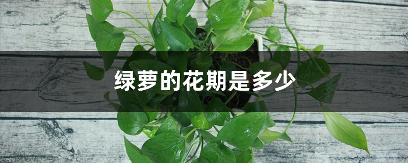 绿萝的花期是多少 绿萝的花期是多少
