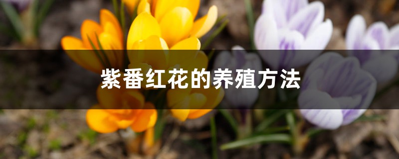 紫番红花的养殖方法和注意事项 紫番红花的养殖方法和注意事项