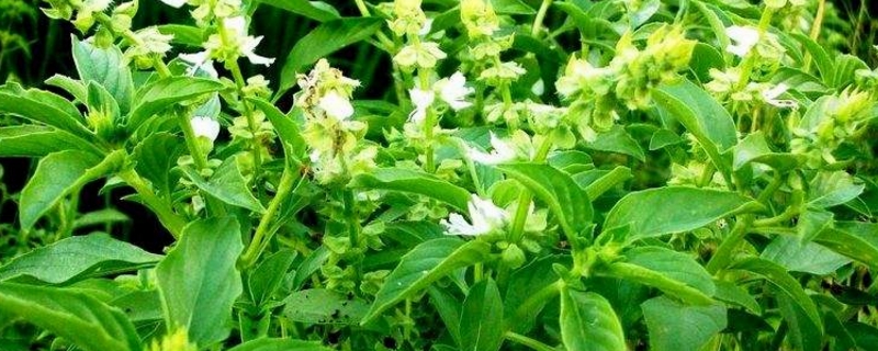 香草的养殖方法和注意事项 香草的养殖方法和注意事项