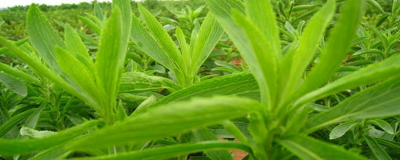 甜叶菊的养殖方法和注意事项 甜叶菊的养殖方法和注意事项