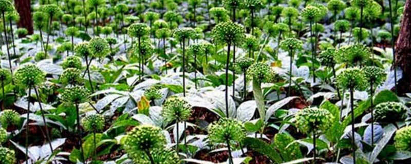 三七花的养殖方法和注意事项 三七花的养殖方法和注意事项