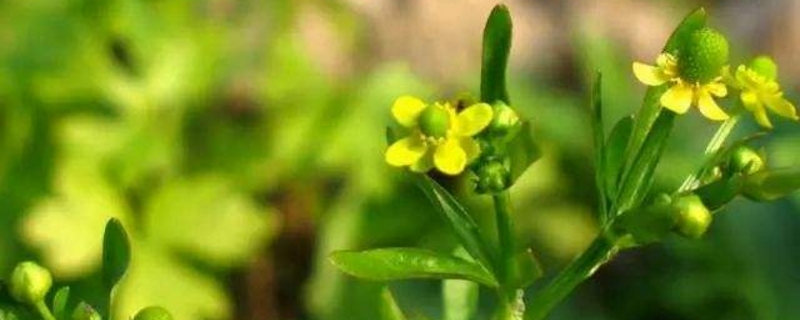 石龙芮的养殖方法和注意事项 石龙芮的养殖方法和注意事项