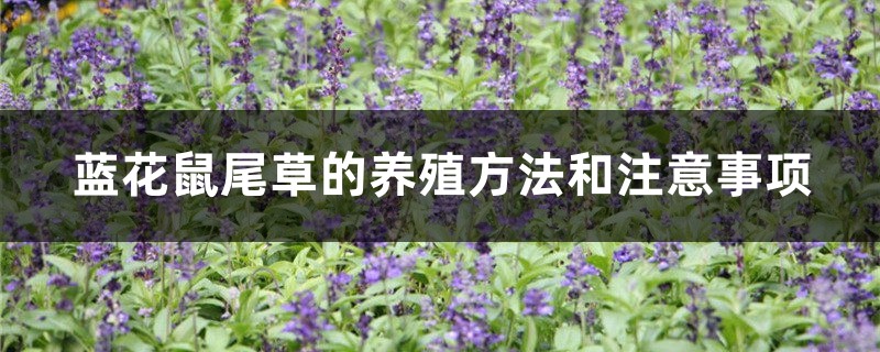 蓝花鼠尾草的养殖方法和注意事项 蓝花鼠尾草的养殖方法和注意事项