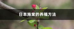 日本海棠的养殖方法和注意事项
