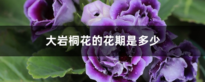 大岩桐花的花期是多少