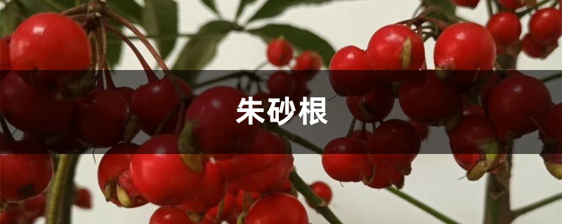 朱砂根(富贵籽)的养殖方法和注意事项 朱砂根(富贵籽)的养殖方法和注意事项