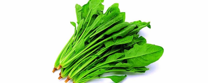 菠菜的养殖方法和注意事项 菠菜的养殖方法和注意事项