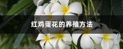 红鸡蛋花的养殖方法和注意事项