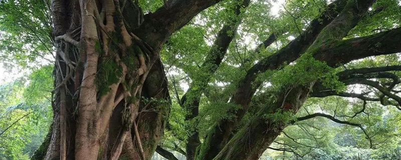 高山榕的养殖方法和注意事项 高山榕的养殖方法和注意事项