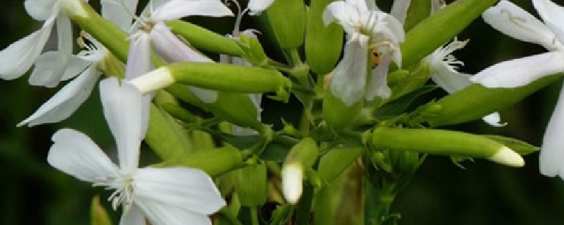 肥皂草的养殖方法和注意事项 肥皂草的养殖方法和注意事项
