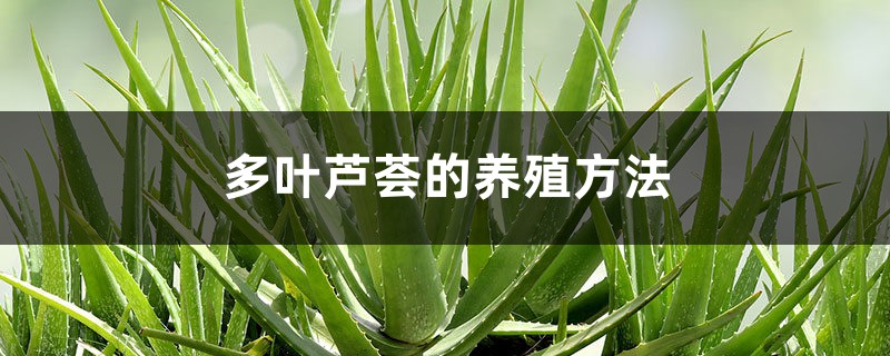 多叶芦荟的养殖方法和注意事项 多叶芦荟的养殖方法和注意事项