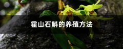 霍山石斛的养殖方法和注意事项