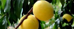 黄桃的养殖方法和注意事项