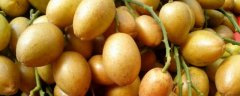 黄皮果的养殖方法和注意事项