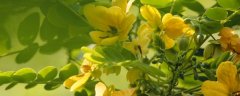 黄花槐的养殖方法和注意事项