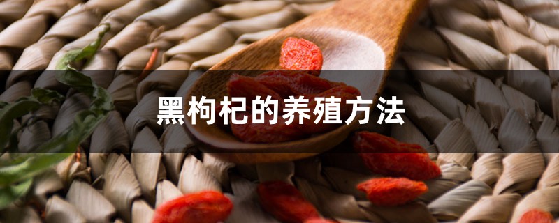 黑枸杞的养殖方法和注意事项 黑枸杞的养殖方法和注意事项